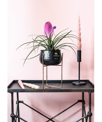 Siyah Ayaklı Saksıda Tillandsia